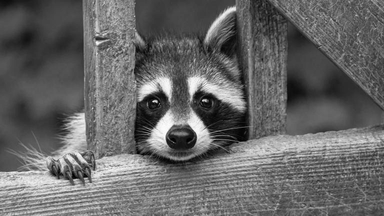 Raccoon (© Anne - stock.adobe.com)