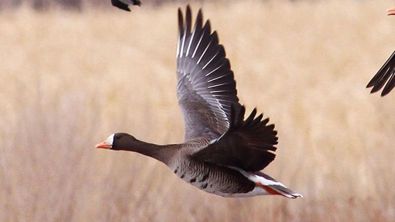Greater white-fronted goose flying