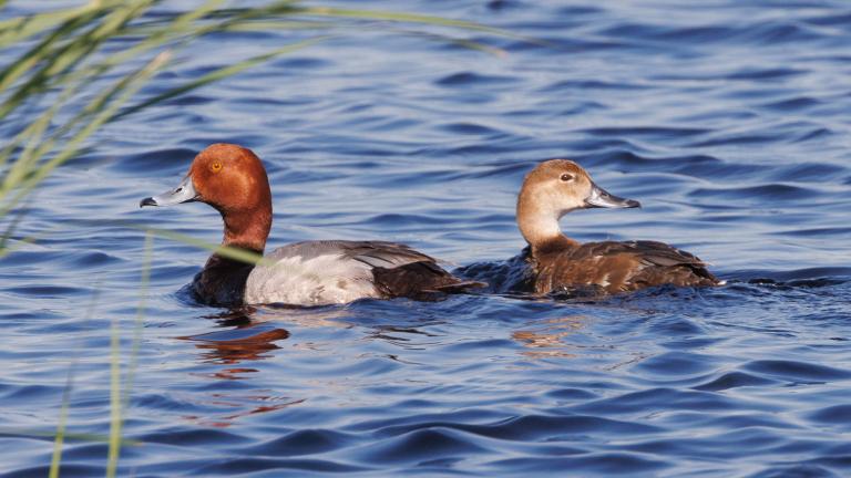 Redhead duck pair