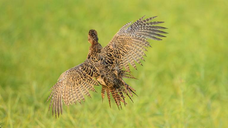 Female pheasant flying away