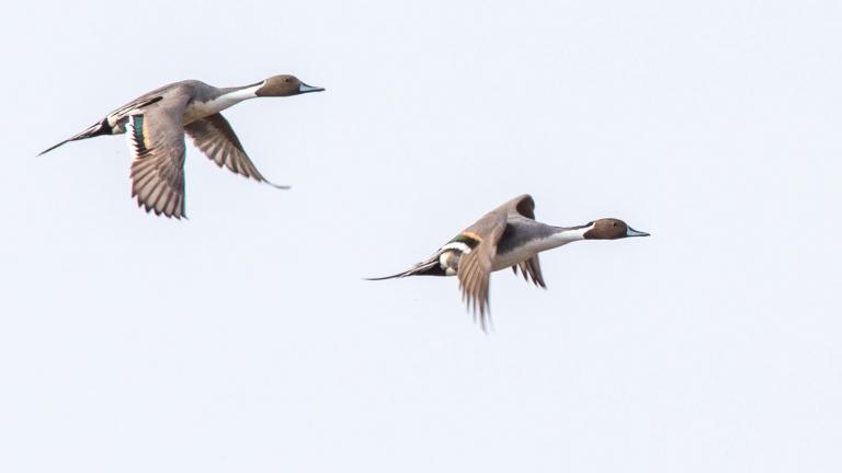 Two pintails flying across a blue sky