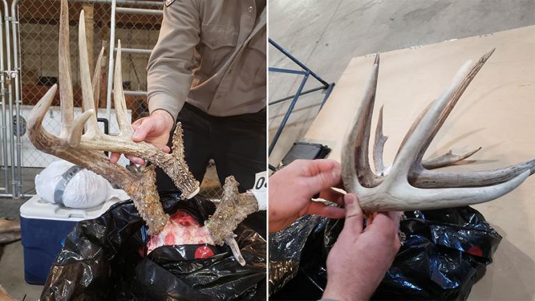 Sheds vs. poached deer antlers