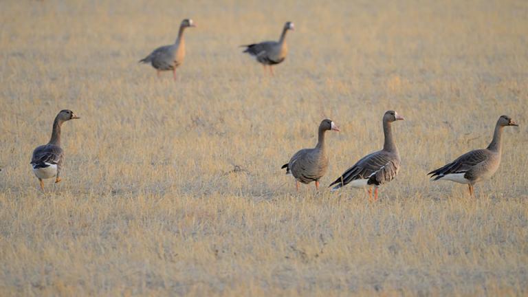 White-fronted geese in a harvested crop field