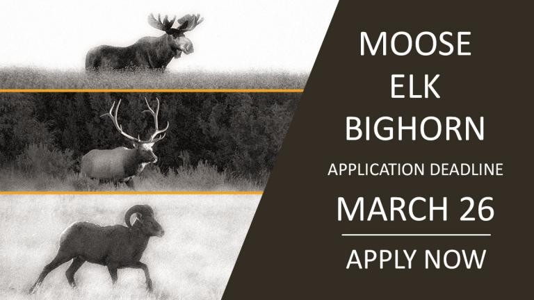Apply for the Moose, Elk and Bighorn Sheep Lotteries