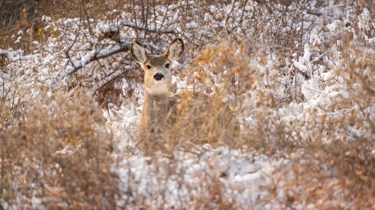 White-tailed doe in snow and dry grass