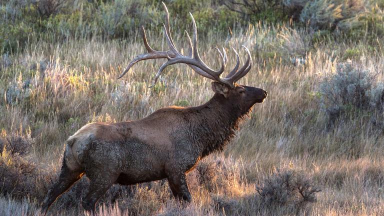 Muddy bull elk
