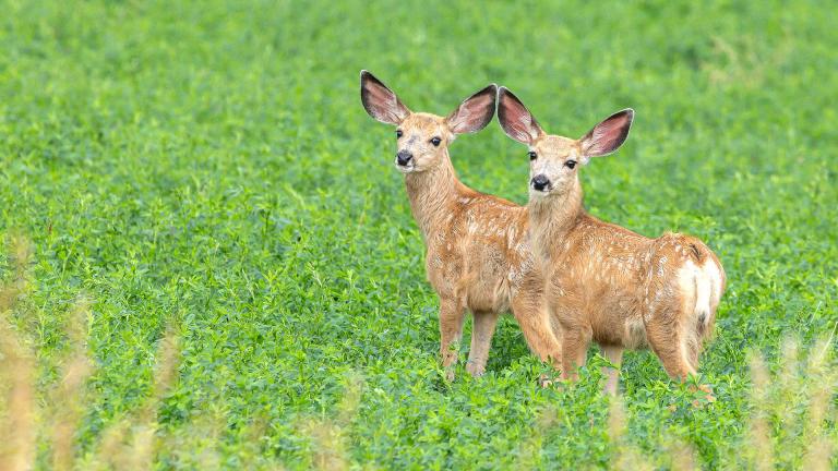 Two mule deer fawns in green field