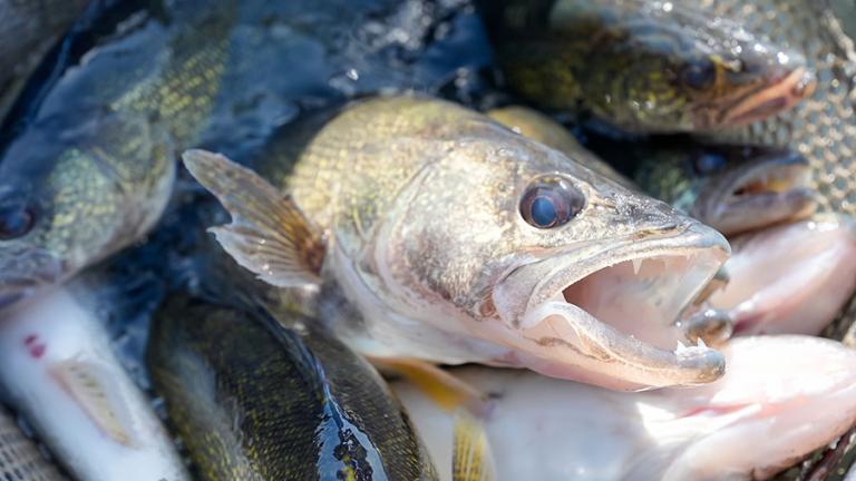 Walleye in a net