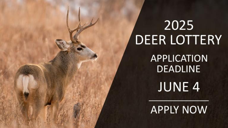 Apply now for the deer lottery (image: mule deer buck)