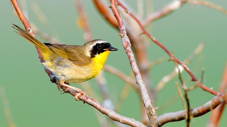 Common yellow-throat