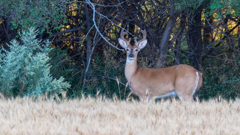 White-tailed buck