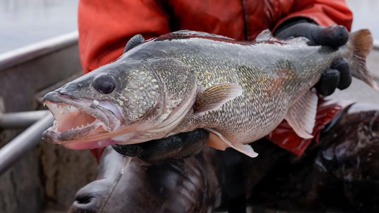 Tagged walleye