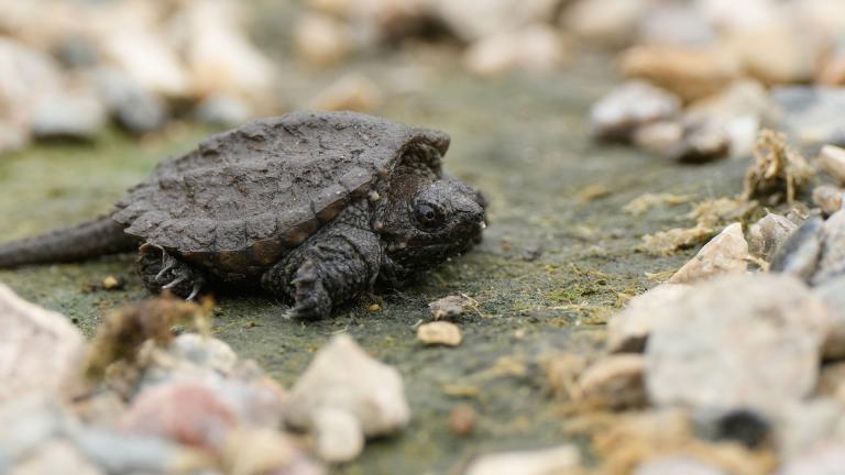 Baby snapping turtle