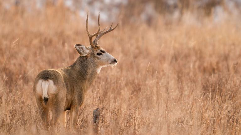 Mule deer buck in brown grass