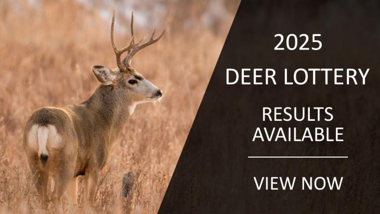 View lottery results (image - mule deer buck)