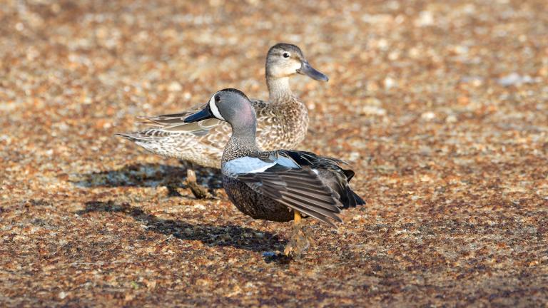 Blue-winged teal bear on shore