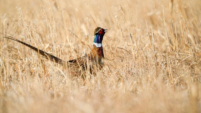 Pheasant crowing