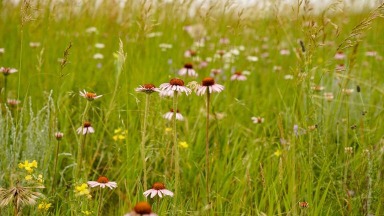 Native prairie