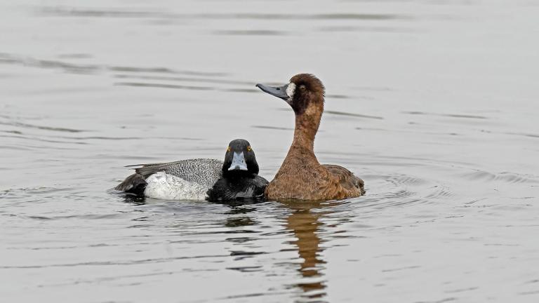 Duck pair