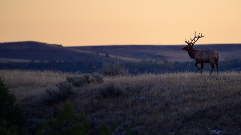 Bull elk in the badlands