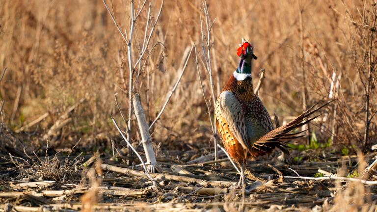 Ring-necked pheasant rooster crowing
