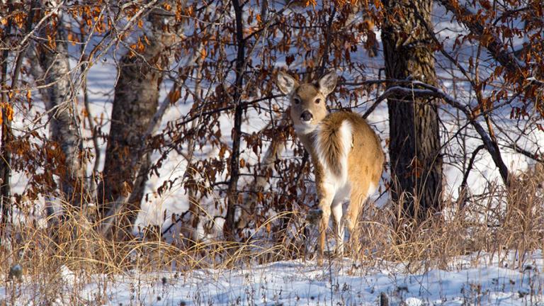 White-tailed deer in snowy wooded area
