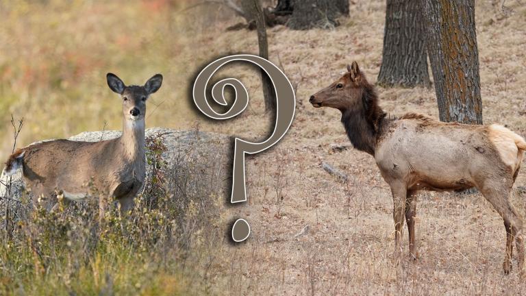 White-tailed deer (left), elk (right)