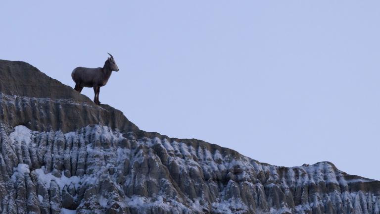 Bighorn sheep standing on snowy hill in badlands