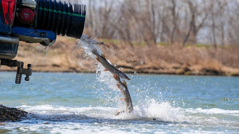 Fish coming out a stocking tank into a lake