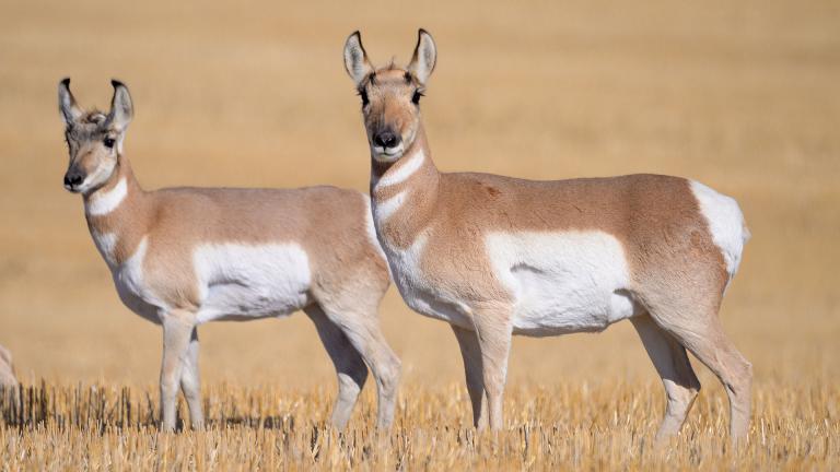 Two pronghorn in brown field