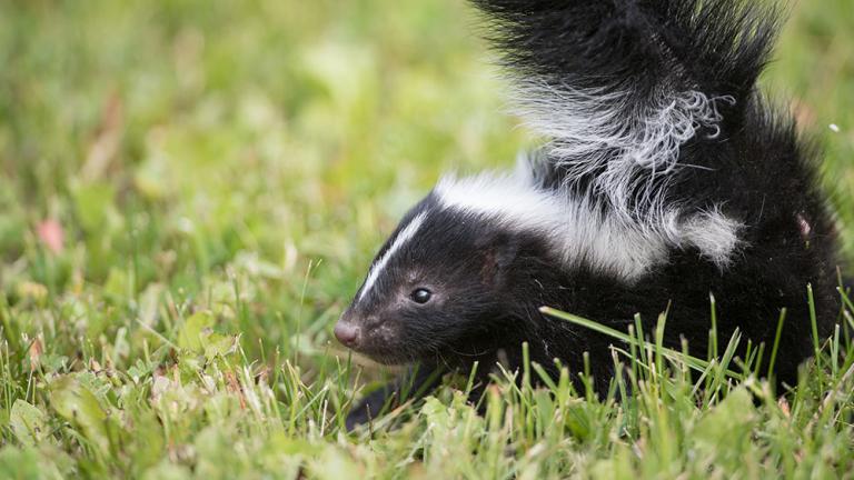 Stripped Skunk
