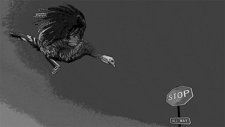 Turkey flying and stop sign