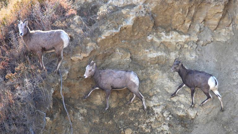 Bighorns walking on steep hill in badlands