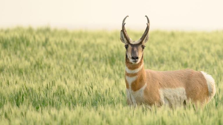 Pronghorn in crop field