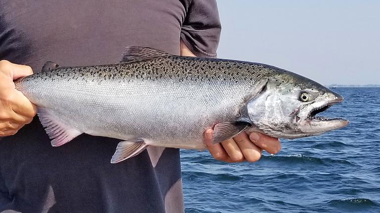 Salmon
