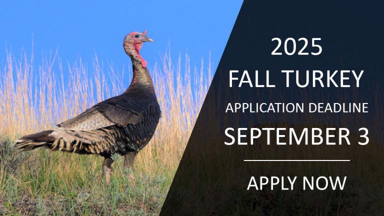 Pictured - turkey. Apply now for fall turkey lottery.