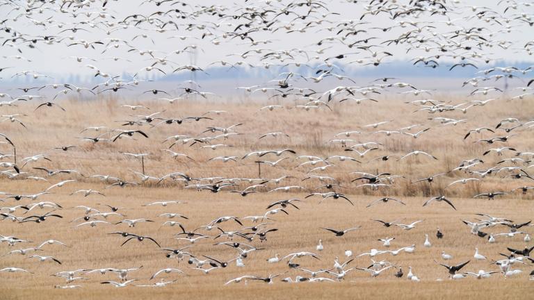 Snow geese flying over a brown field