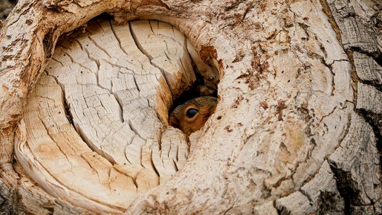 Squirrel peeking out of a hole in a tree trunk