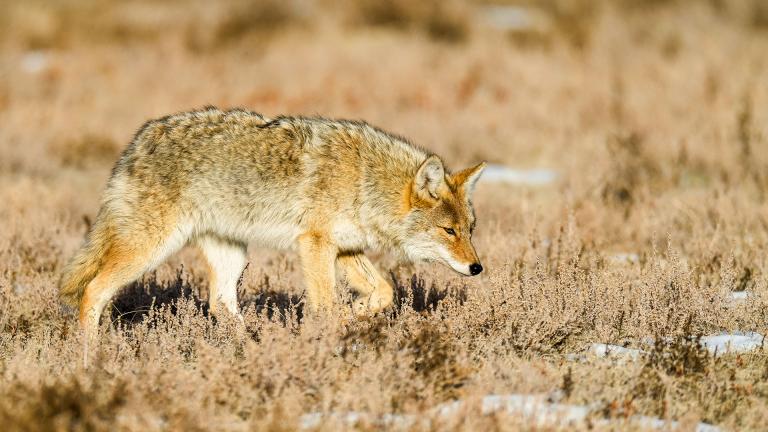 Coyote