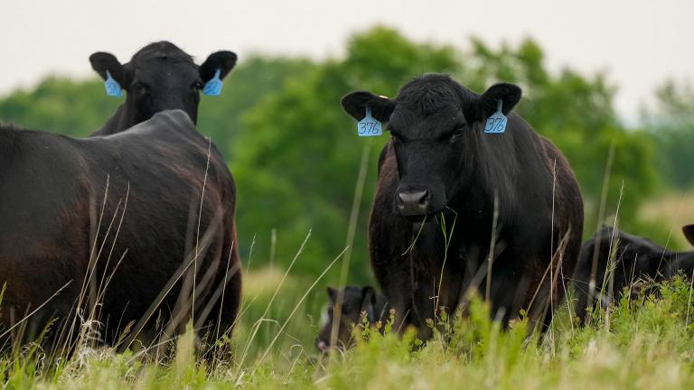 Cattle grazing on a WMA