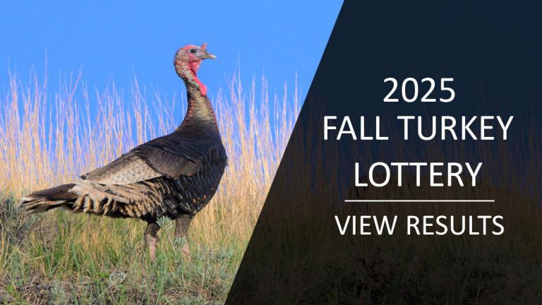 View fall turkey lottery results - 2025 (Pictured - turkey)