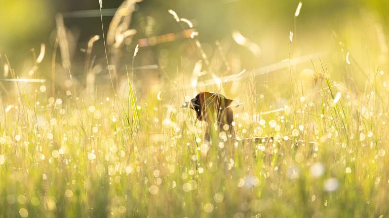 Pheasant in grass with sun shining on it
