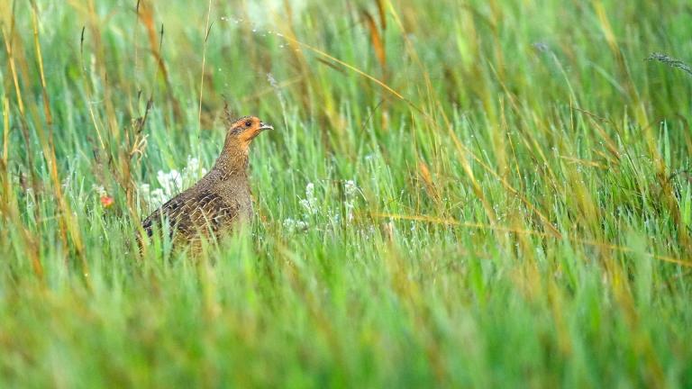 Partridge