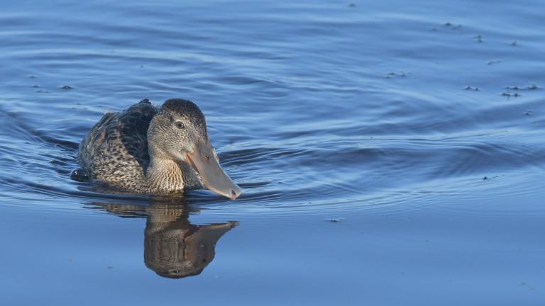 Duck swimming