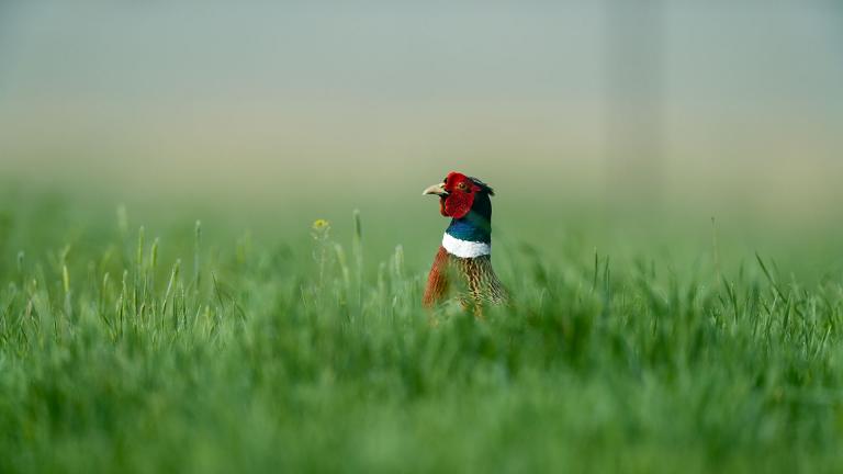 Pheasant rooster looking out over green grass