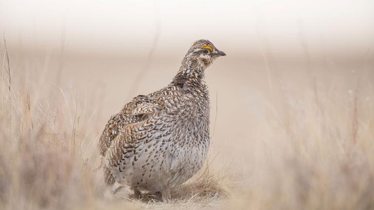 Sharp-tailed grouse in brown grass