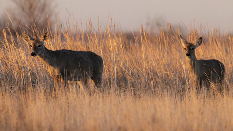 Two deer in tall brown grass