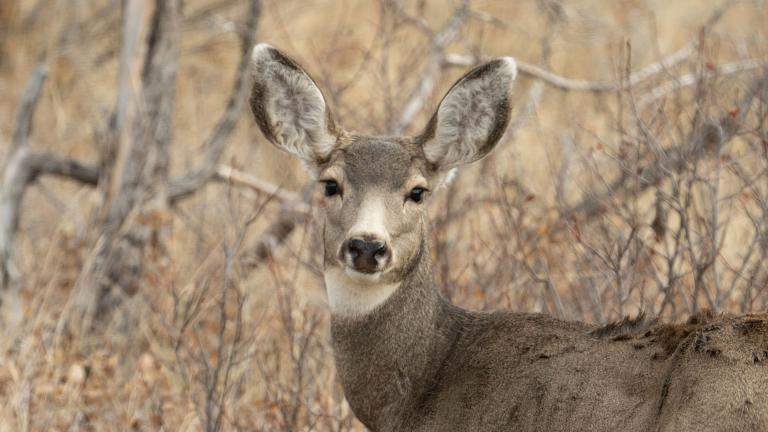 Mule deer doe