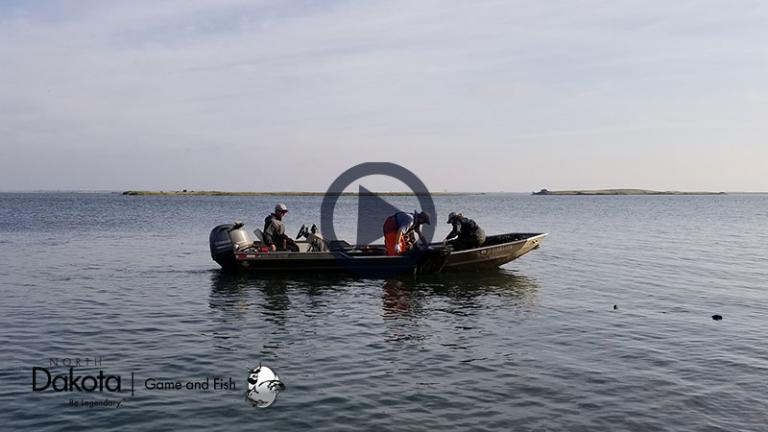 Fisheries staff netting fish