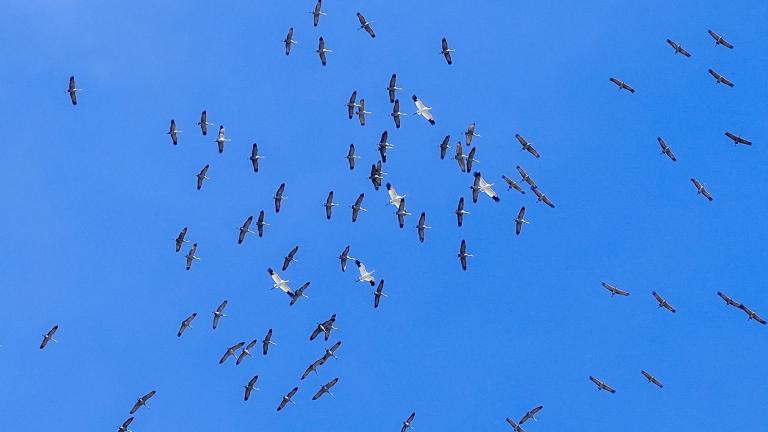 Whooping cranes flying with a group of sandhill cranes